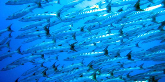 Underwater sea walk mauritius (5)